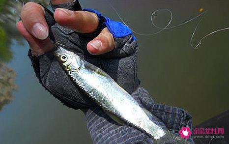 十大淡水鱼有哪些