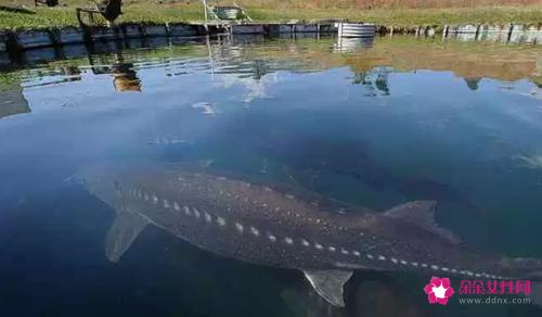 十大淡水鱼有哪些