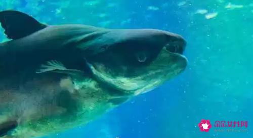 十大淡水鱼有哪些