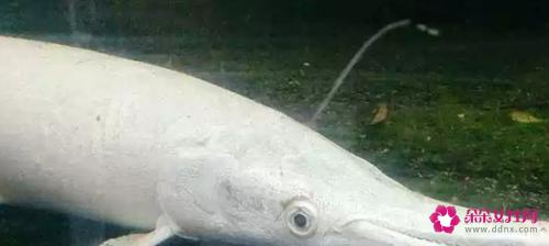 十大淡水鱼有哪些