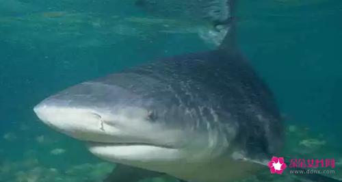 十大淡水鱼有哪些