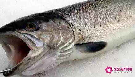 十大淡水鱼有哪些