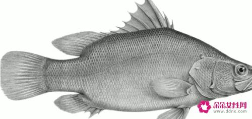 十大淡水鱼有哪些