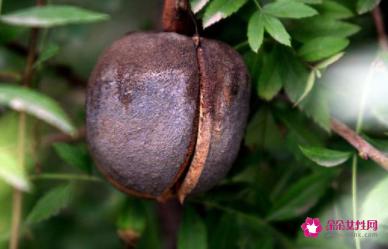 文冠果的功效与作用