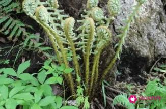 蕨菜的功效作用和危害