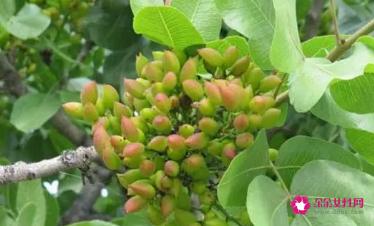 腊肠果的功效与作用