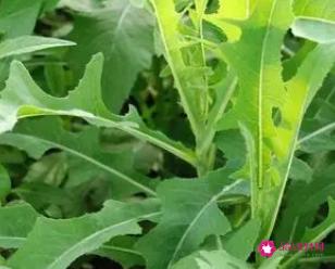 野生苦菜图片大全