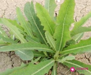 野生苦菜图片大全