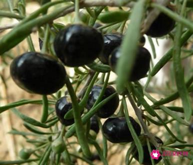 黑枸杞子的作用与功效