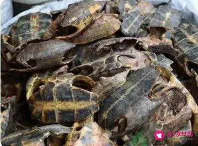 龟板胶的作用与功效