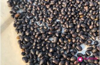 做豆豉的方法和教程