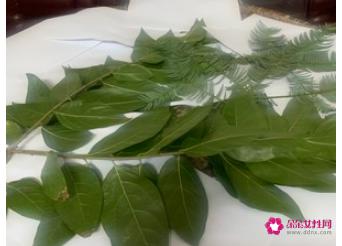 做豆豉的方法和教程