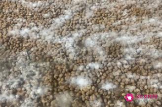 做豆豉的方法和教程