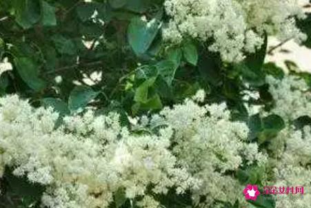 暴马丁香的功效与作用