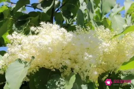 暴马丁香的功效与作用