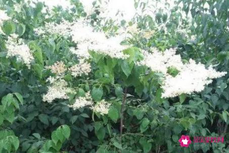 暴马丁香的功效与作用
