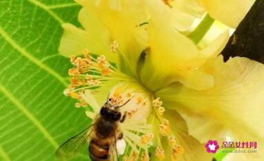 佳沛绿奇异果的功效