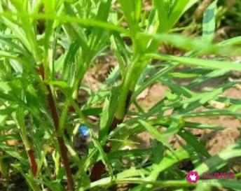 藜蒿的功效与作用