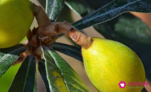 枇杷果的功效与作用是什么