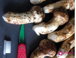 新鲜松茸怎么做最好吃