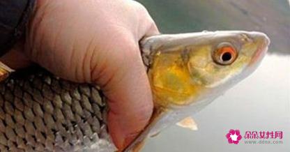 南方淡水鱼大全