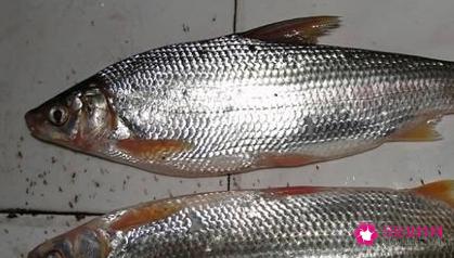 南方淡水鱼大全