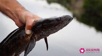 南方淡水鱼大全