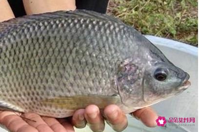 南方淡水鱼大全