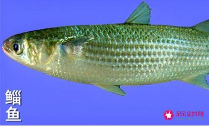 南方淡水鱼大全