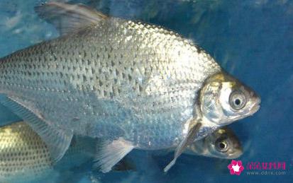 南方淡水鱼大全