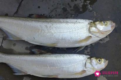 南方淡水鱼大全