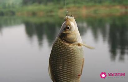 南方淡水鱼大全