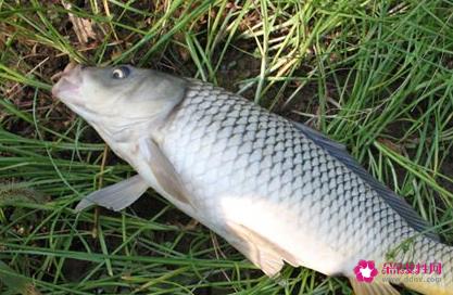 南方淡水鱼大全