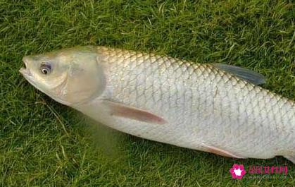 南方淡水鱼大全