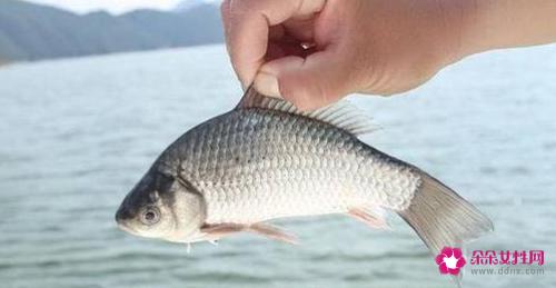 南方淡水鱼大全