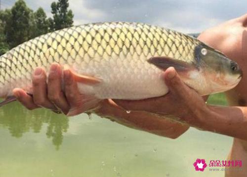 南方淡水鱼大全