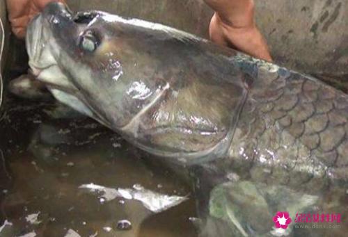 南方淡水鱼大全