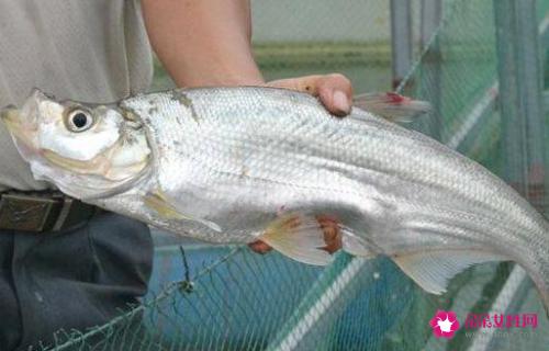 南方淡水鱼大全