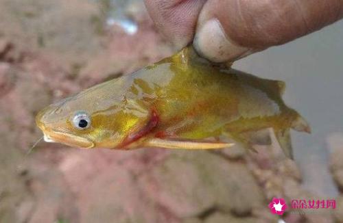 南方淡水鱼大全