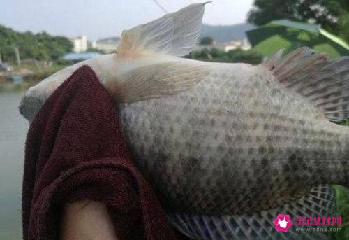 南方淡水鱼大全