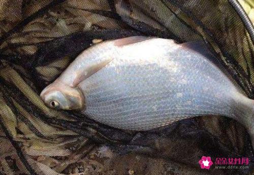 南方淡水鱼大全