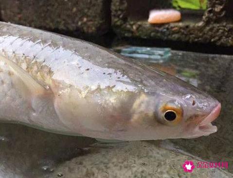 南方淡水鱼大全