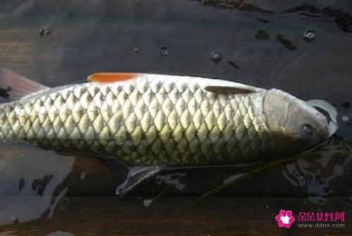 南方淡水鱼大全
