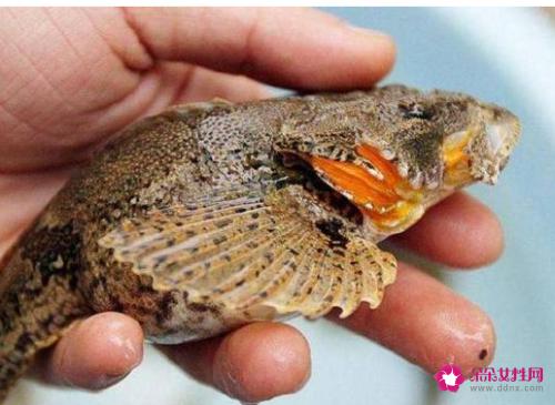 南方淡水鱼大全