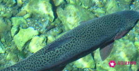 全球最健康的20种食物