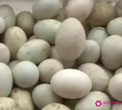 在哺乳期能不能吃皮蛋