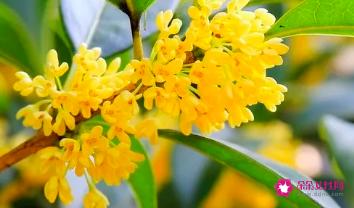桂花蜜的功效与作用