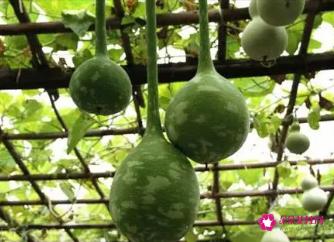 葫芦瓜的营养价值及功效与作用