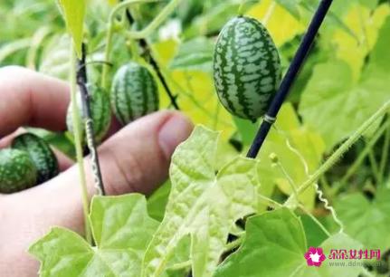 拇指西瓜的功效与作用