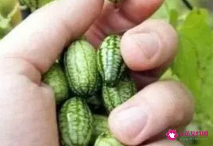 拇指西瓜的功效与作用